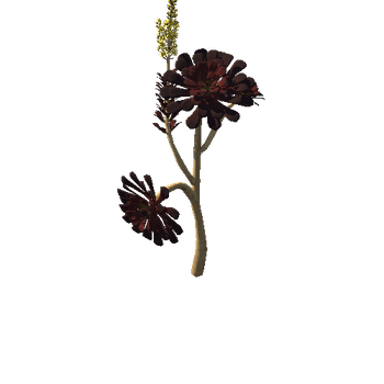 Flower_Aeonium Black Rose1 1